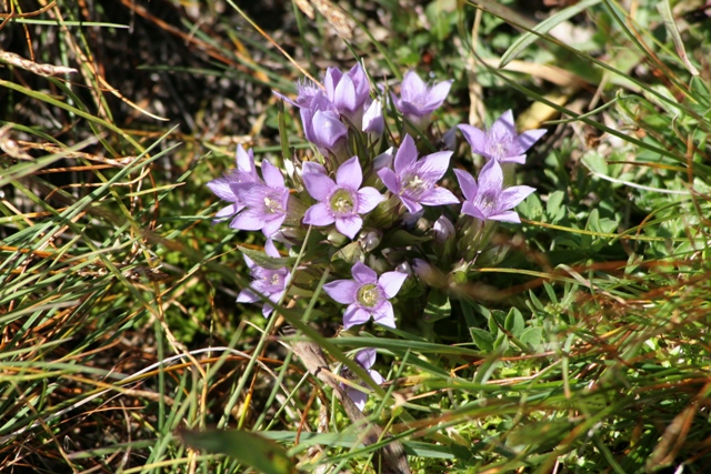 pianta Alpi - Gentianella sp.